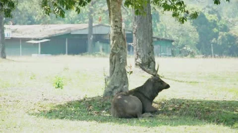 Deer uses it's antler scratch back due to irritation at National Park, Thailand. Stock Footage 22007551