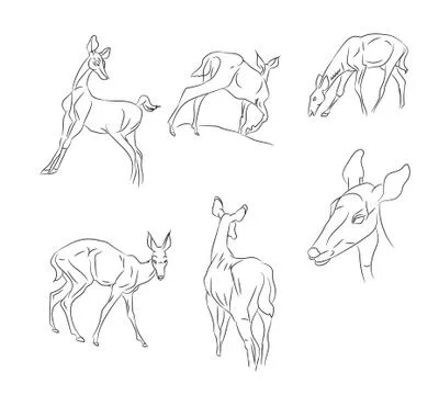 Deer vector line Stock-Illustration