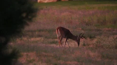 Deer velvet field Stock Footage 10763305