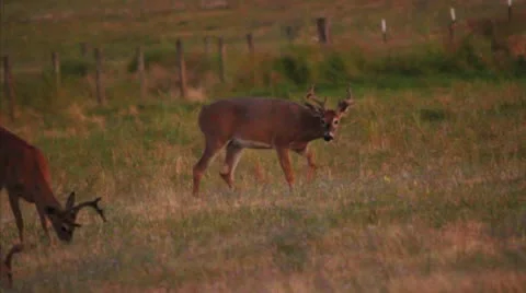 Deer velvet Stock Footage 10764565