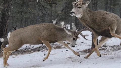 Deer Violence - Buck Charges &amp; Rams Other Buck Into Tree, 4K, 25% slomo Stock Footage 123393491