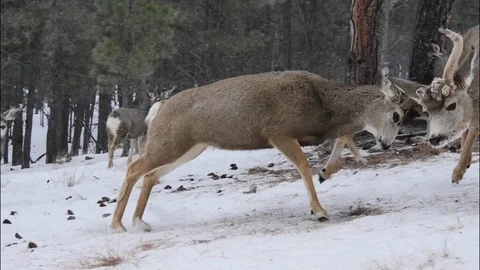 Deer Violence - Buck Charges &amp; Rams Other Buck Into Tree, 4K Stock Footage 123393505