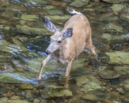 Deer wading through a shallow stream in a lush forest during midday sunlight Stock Photos