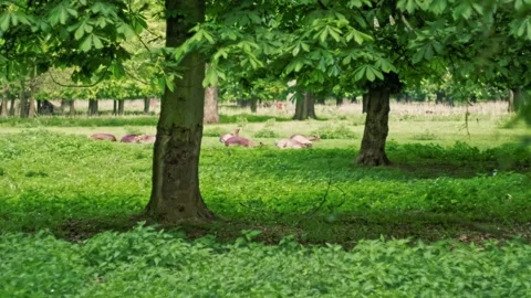 A deer wakes up while the others are resting in the meadow at spring Stock Footage 134706449