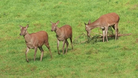 Deer walk slowly in the meadow Stock Footage 81821149