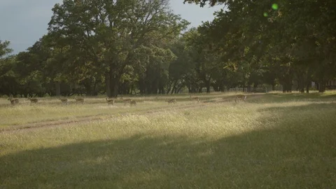 Deer walk through a pasture Stock Footage 109591977