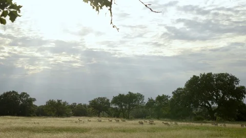 Deer walk through a pasture under rays of sun Stock Footage 109592039