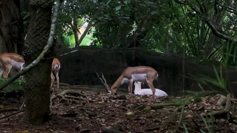 Deer, Walking Across Forest Stock Footage 250280070