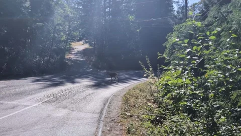 Deer walking across the forest street, wild animals in the city Stock Footage 344018922