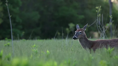 Deer walking across frame in meadow Stock Footage 50185496