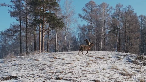 Deer Walking Across Snow Covered Field Stock Footage 266696752