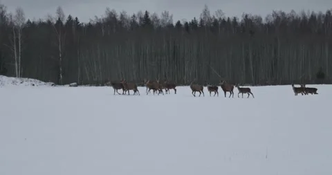 Deer walking across snowy field in quiet forest area during winter season Stock Footage 345842639