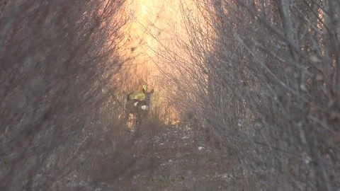 Deer walking among trees Stock Footage 166933347