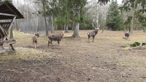 Deer walking and grazing in a forest area during early spring in a wildlife sett Stock Footage 329383414
