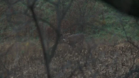 Deer Walking Angled at Camera Night  Stock Footage 92169467