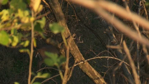 Deer Walking Away High Angle Mid Shot Evening  Stock Footage 92169375