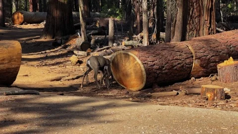 Deer Walking Beside Massive Fallen Sequoia in Yosemite National Park Stock Footage 345511429