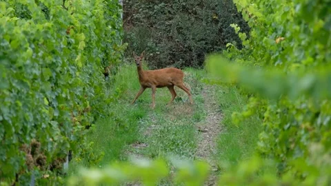 Deer Walking Between Vineyard Rows Stock Footage 317995198