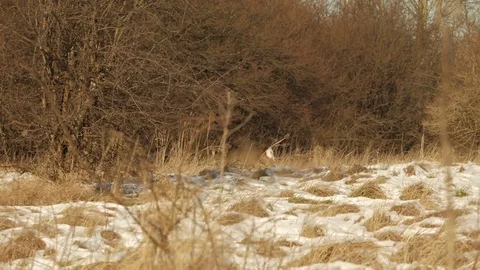 Deer walking with distant gunshot sounds. Stock Footage 73330696