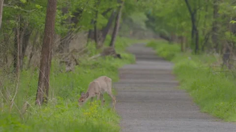 A deer is walking down a path in a forest Stock Footage 308762468