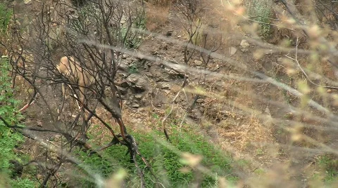 Deer Walking Down Side Of Canyon Stock Footage