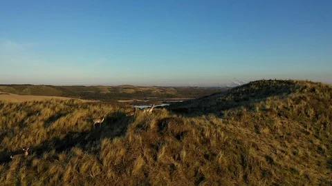 Deer walking in dutch dunes Stock Footage 124640257