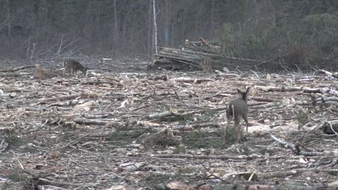 Deer Walking Feeding in Logging Clear Cut Debris Slash in Forest in Winter Stock Footage 245574271