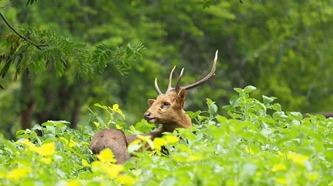 Deer walking in field and forest. Stock Footage 52602690