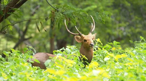 Deer walking in field and forest. Stock Footage 53457216
