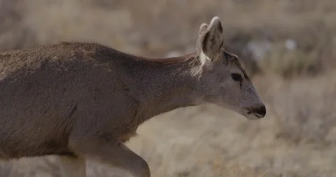 Deer walking in field in sunshine Stock Footage 247915976