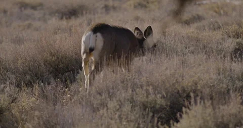 Deer walking in field in sunshine Stock Footage 249634472