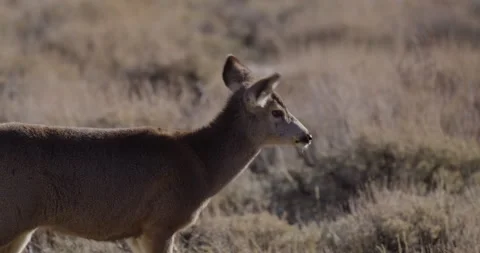 Deer walking in field in sunshine 스톡 동영상 343465577