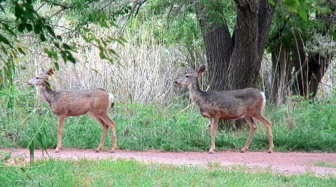 Deer walking Stock Footage 306750