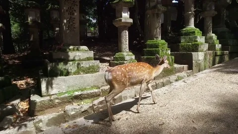 Deer walking Stock Footage 73447377