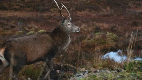 Deer Walking Video stock 122122696
