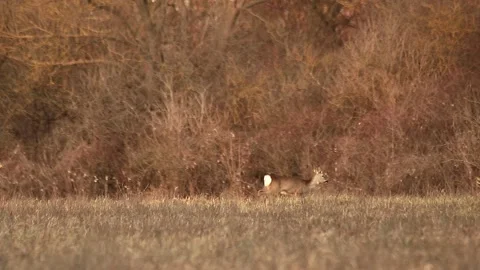 Deer walking Stock Footage 167314834