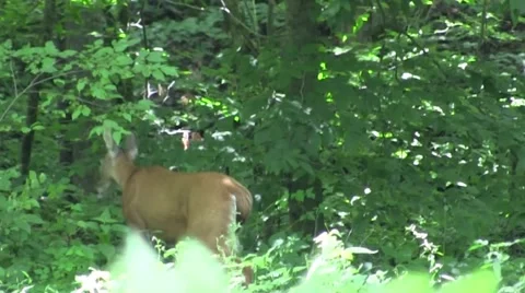 Deer walking in forest Video stock 40396082