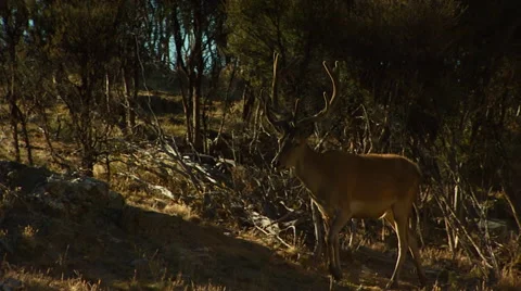 Deer walking in forest Stock Footage 55309661