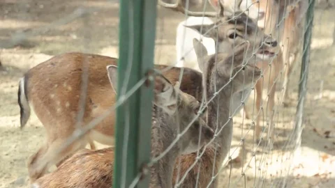 The Deer walking at forest Stock Footage 74510471