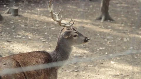 The Deer walking at forest Stock Footage 74510491