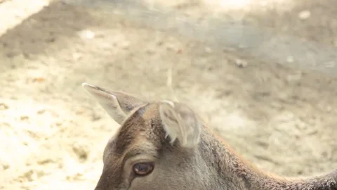 The Deer walking at forest Stock Footage 74510503