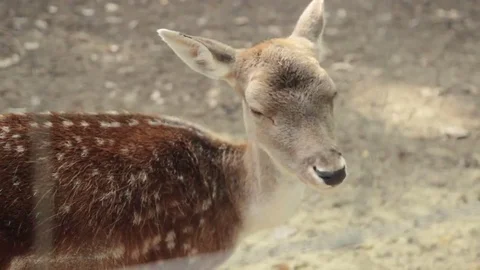 The Deer walking at forest Stock Footage 74510523
