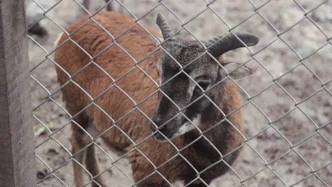 The Deer walking at forest Stock Footage 74510859