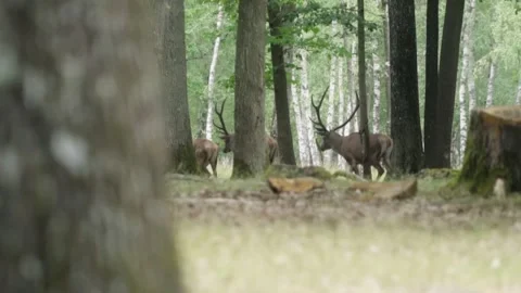 Deer walking in forest Stock Footage 246275373
