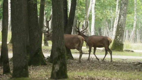 Deer walking in forest Stock Footage 246275403