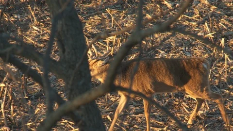 Deer Walking in the Forest, Mid Shot, Morning  Stock Footage 92094671