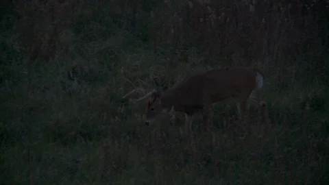 Deer Walking in Forest Night  Video stock 92090895