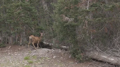 Deer Walking in the Forest Woods Stockbeeldmateriaal 86487853