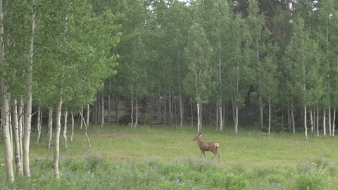 Deer Walking In the Forest Woods Stockbeeldmateriaal 86487869