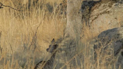 Deer walking in the grass Stockbeeldmateriaal 108673512